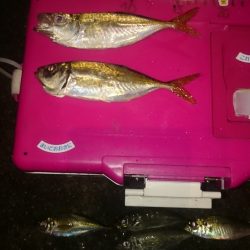 ヤッパリアジング