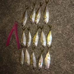 楽しみなアジングです