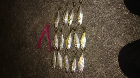 楽しみなアジングです