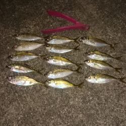 楽しみなアジングです