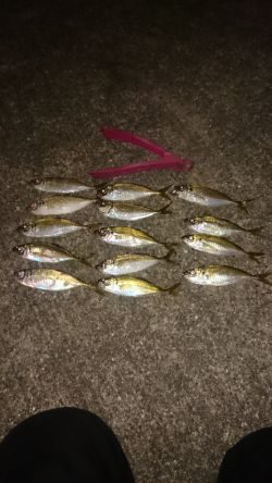 楽しみなアジングです