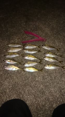 楽しみなアジングです