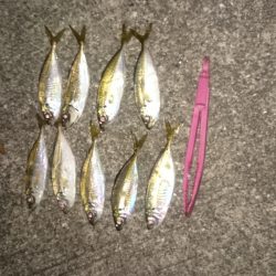 タチウオにヤラレました