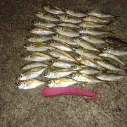 アジングにタチウオでラインブレイク