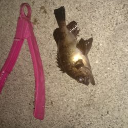 ランガンしてきました