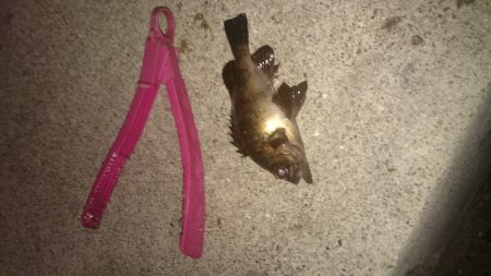 ランガンしてきました