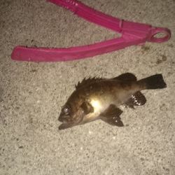 ランガンしてきました