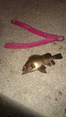 ランガンしてきました