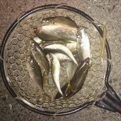 寒くなってもアジング