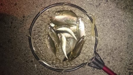 寒くなってもアジング