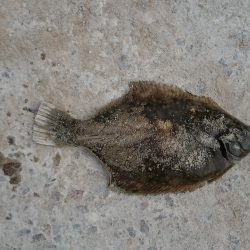 落ちギス、カレイ狙い