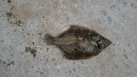 落ちギス、カレイ狙い