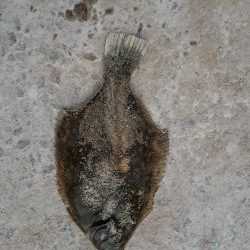 落ちギス、カレイ狙い