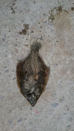 落ちギス、カレイ狙い