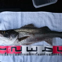 投げ釣り、カレイ、落ちギス狙い