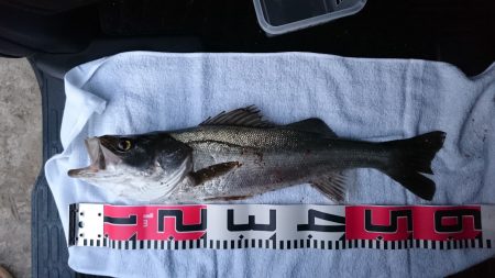 投げ釣り、カレイ、落ちギス狙い