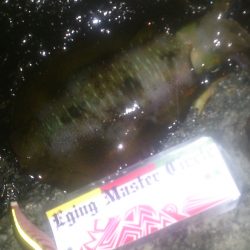 朝マズメ～お昼釣行！