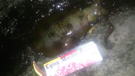 朝マズメ～お昼釣行！