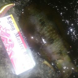 朝マズメ～お昼釣行！