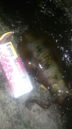 朝マズメ～お昼釣行！