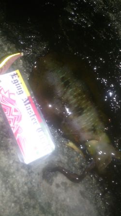 朝マズメ～お昼釣行！