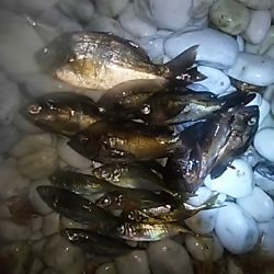 メバルのちアジ。