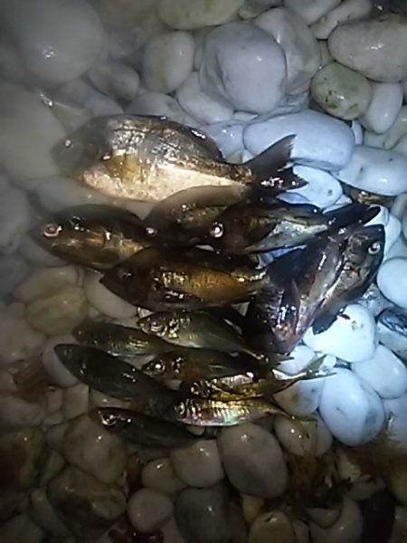 メバルのちアジ。