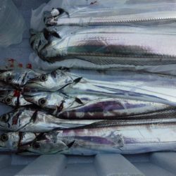 コスモは相性良いかも