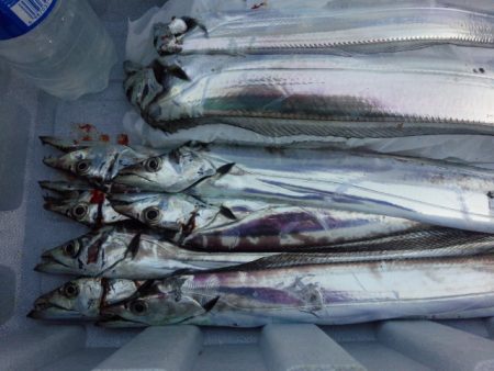 コスモは相性良いかも