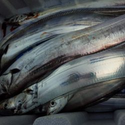 時合いはなかったけど・・・