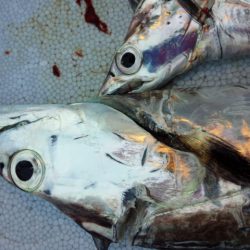 今年初？やっとドラゴン！？？