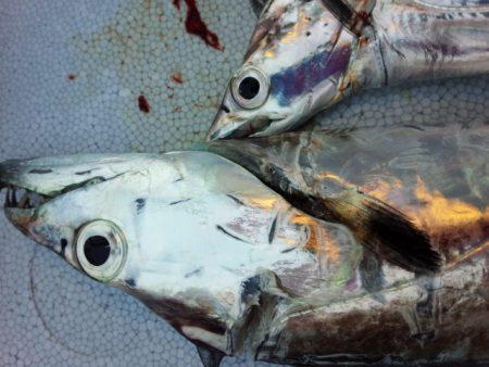 今年初？やっとドラゴン！？？