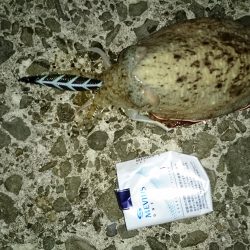 アオリイカ狙いで！