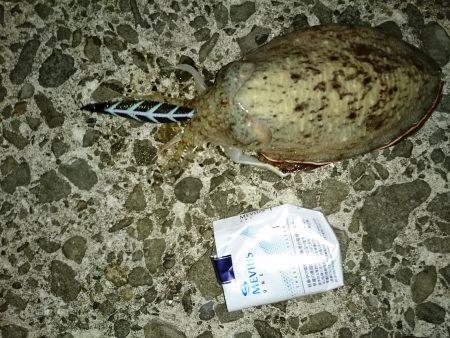 アオリイカ狙いで！