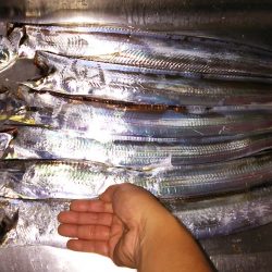 夕まずめの釣行にて‼