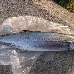 ジグでサゴシ！