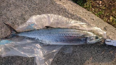 ジグでサゴシ！