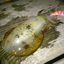 エギング日和 in敦賀半島