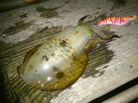 エギング日和 in敦賀半島