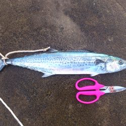 敦賀 秋のサゴシゲーム