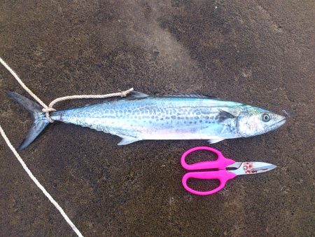 敦賀 秋のサゴシゲーム