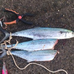 秋の敦賀新港サゴシゲーム