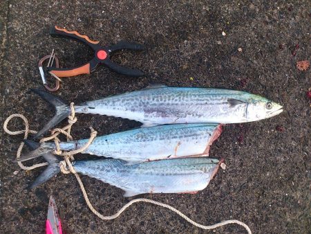 秋の敦賀新港サゴシゲーム