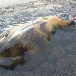 久しぶりの釣果