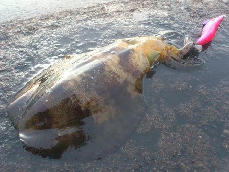 久しぶりの釣果
