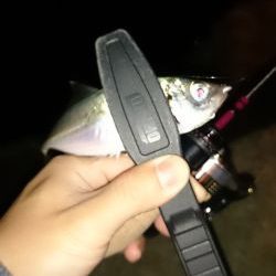 アジング釣行記