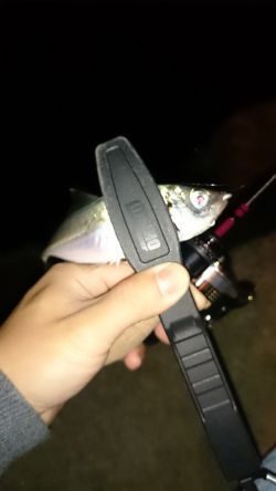 アジング釣行記