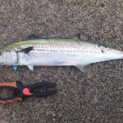 爆風風裏でエギングしたけど…