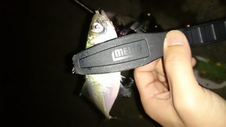 アジング釣行記