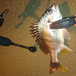 アジング釣行記